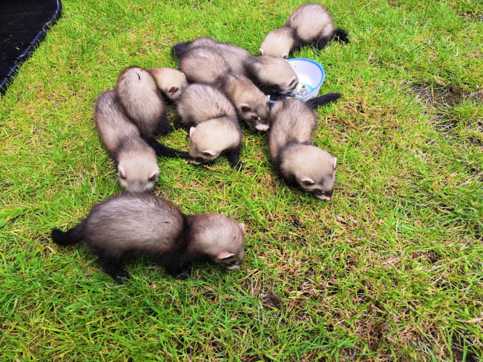 Ferret kits ready now. 