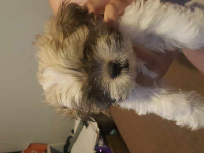  Lhasa apso puppy 1 boy left 