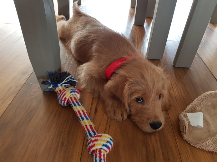 Beautiful 11 week labradoodle:)