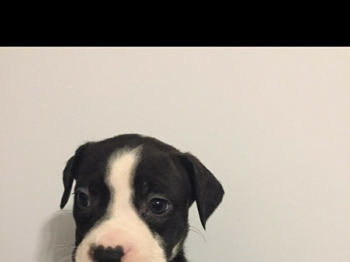 Amarcain bully cross 