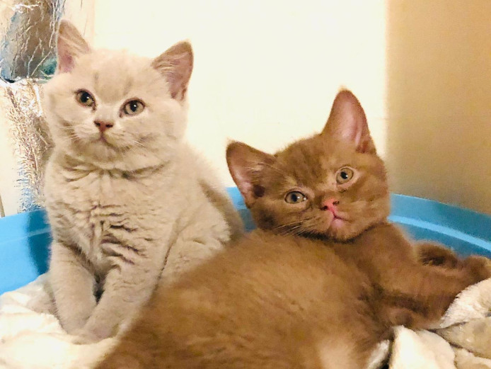 Champion Pedigree British Shorthair