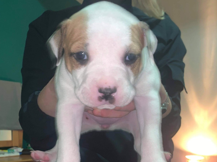 American bulldog x XL bully 