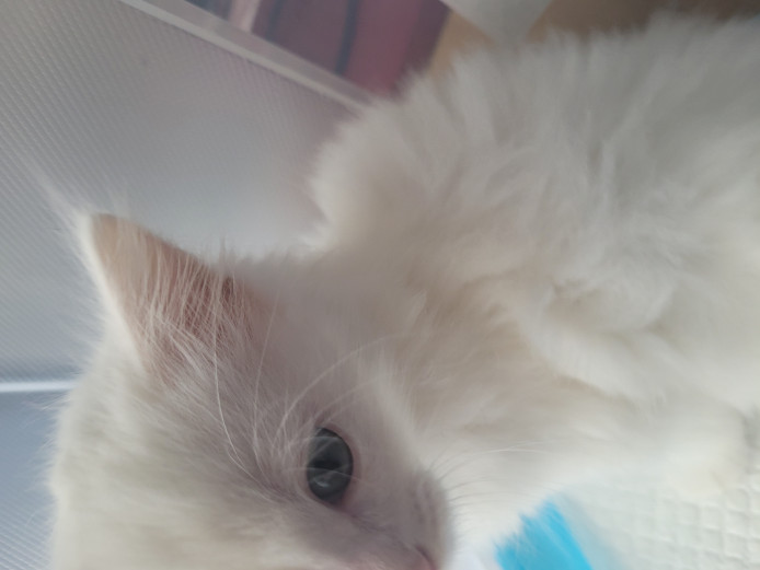 Turkish Angora cross kittens for sale