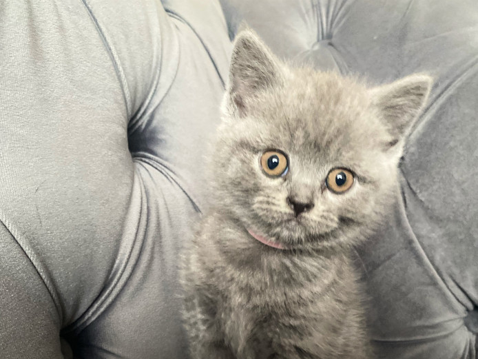 British shorthair & longhairs 