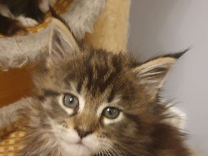 2 cute pedigree Maincoon kittens