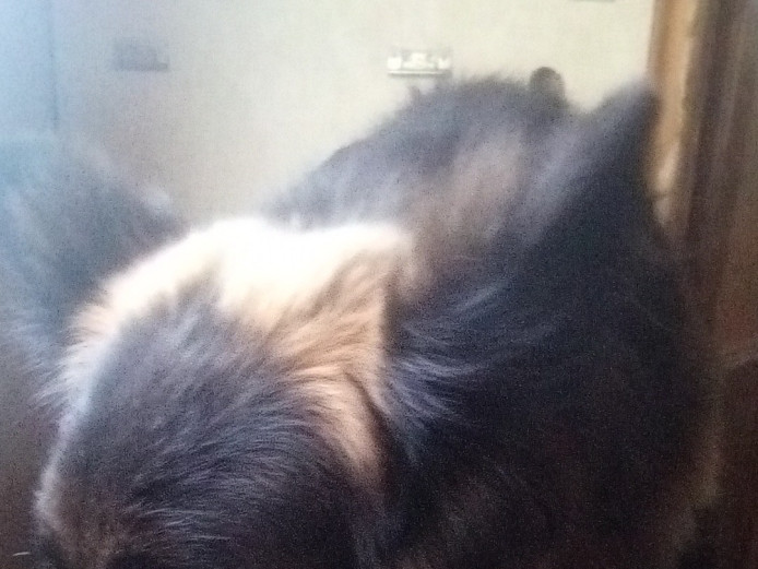 German shepherd puppies 