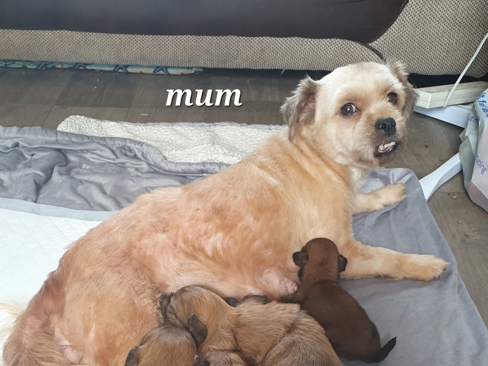 4 gorgeous female puppies 