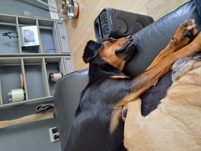 Black and tan crossbreed bitch 