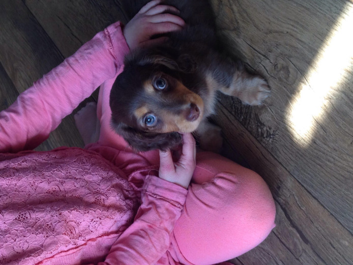 Pra clear kc mini long dachshund