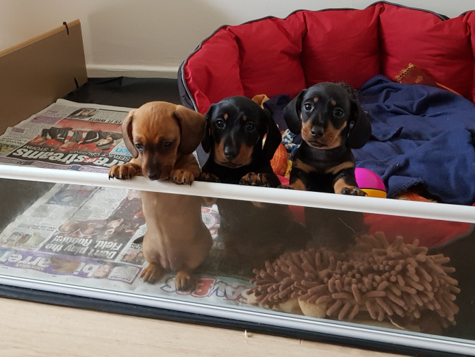 Pups for sale