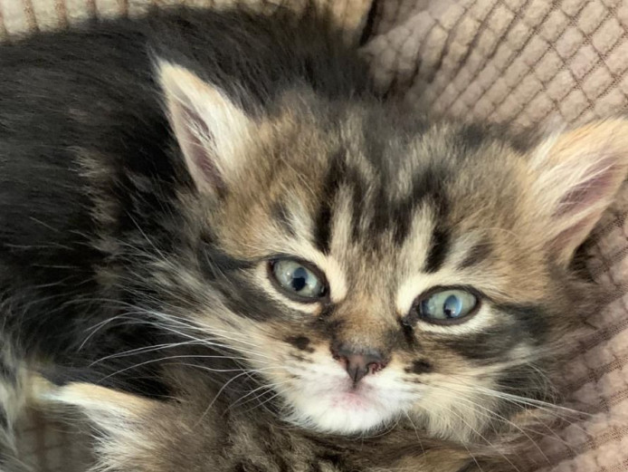 Only 1 left of 3 half persian and bengal kittens