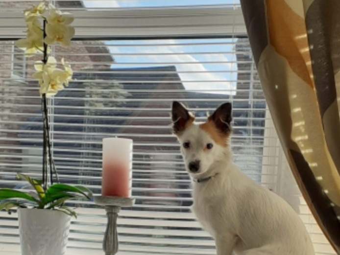 Miniature Schnauzer/Jack Chi puppies 