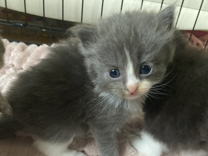 Ragdoll x Persian chinchilla kittens for sale