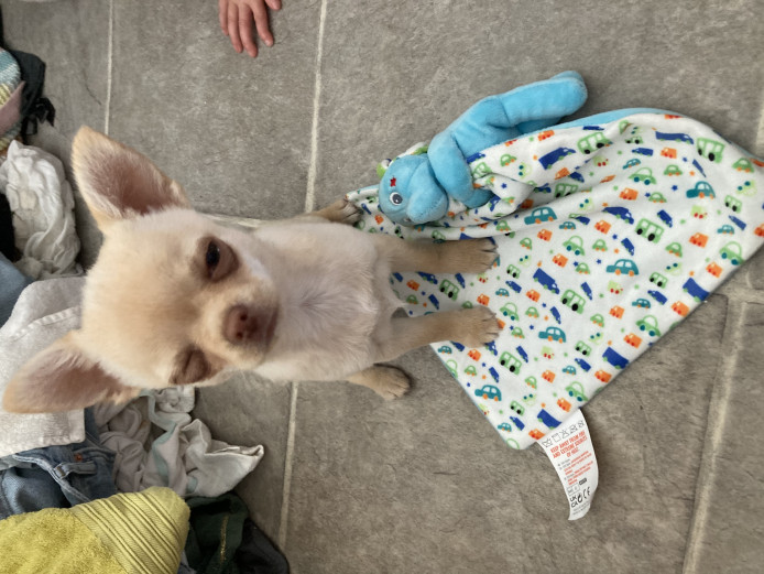 Teacup brown  nose apple head boy 