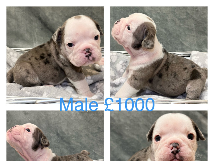 Old Tyme Bulldog Puppies
