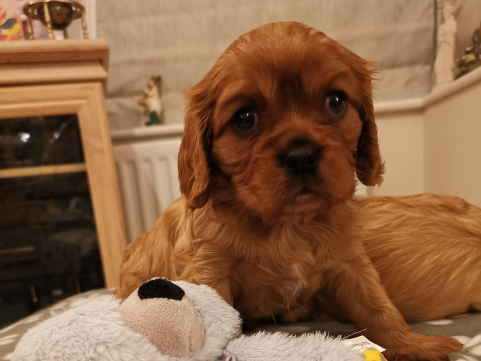 Cavalier King Charles Spaniel puppies 