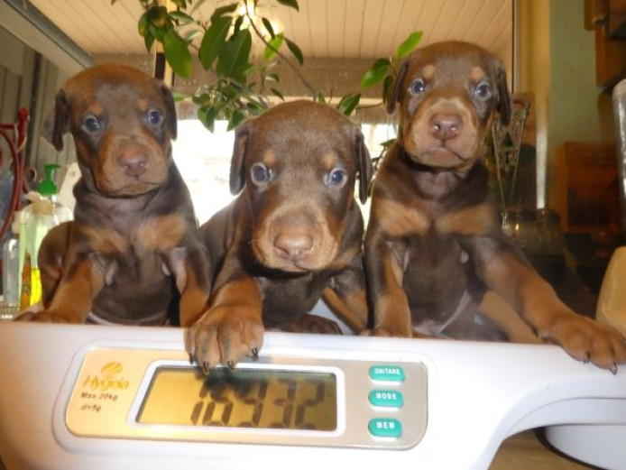 DOBERMAN PUPS,AKC,1/2 EURO,COLORS