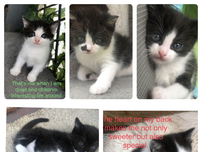 Main Coon x Ragdoll Ready Now