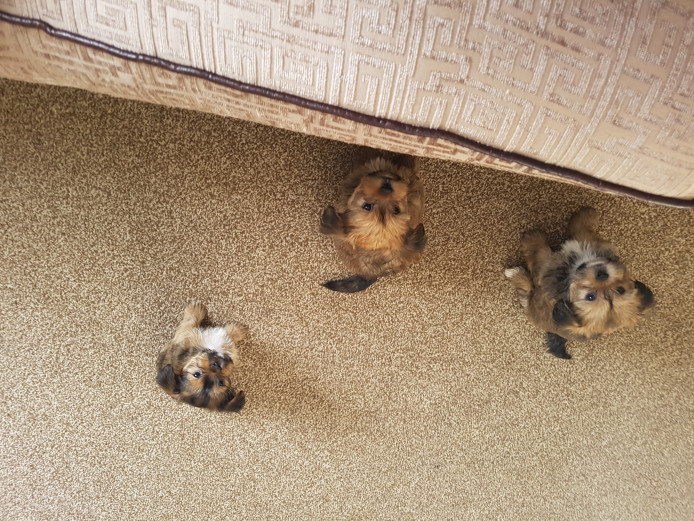 Shorki puppies