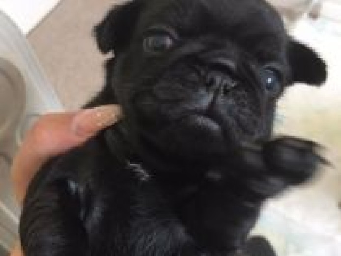 Pug Puppies For Sale