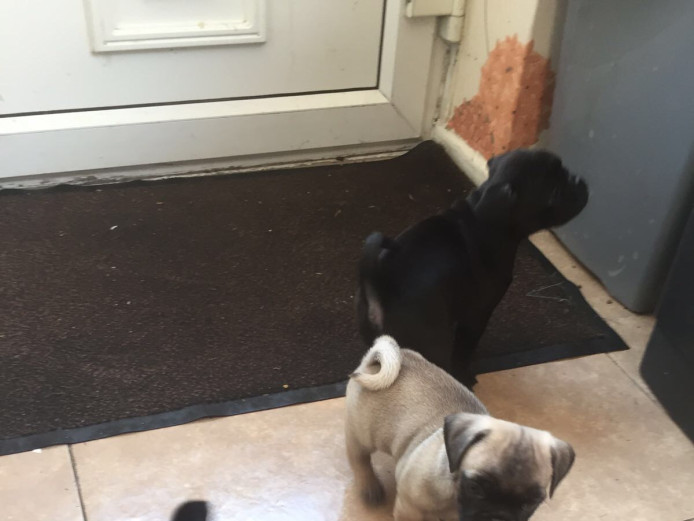 Beautiful pug x French bulldog x puppies