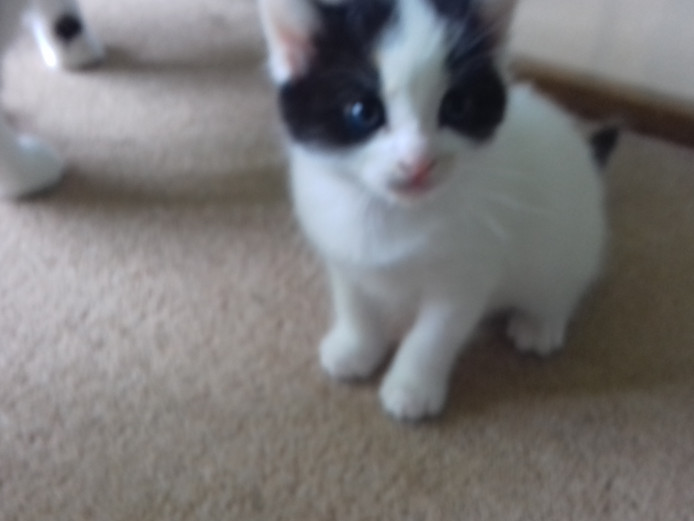 2 beautiful kittens for sale