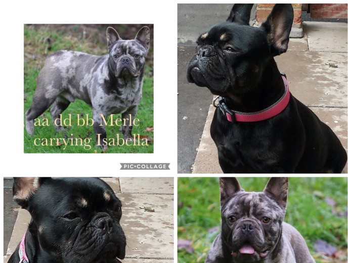 French bulldogs puppies for sale 