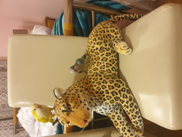 Blue and yellow Qusker Parrots