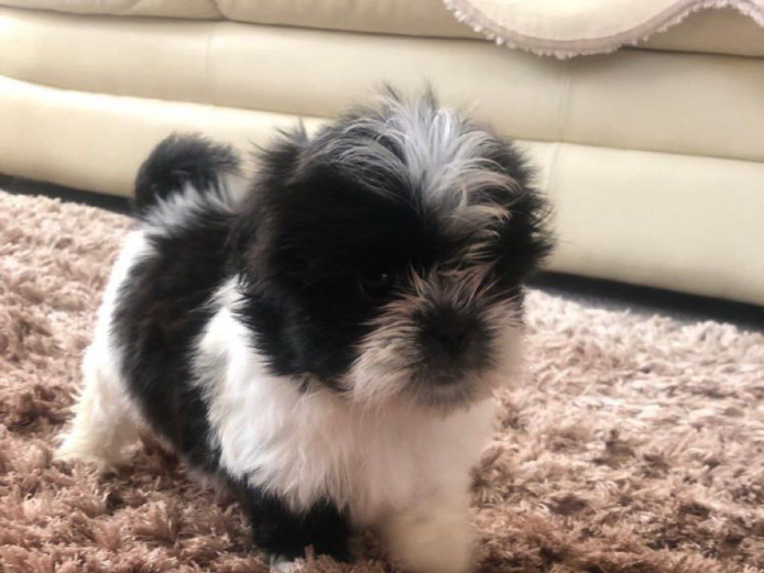 Gorgeous Shih Tzu Puppies Boys and girls.