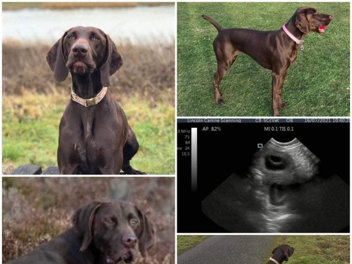 Spectacular GSP Puppies Available 