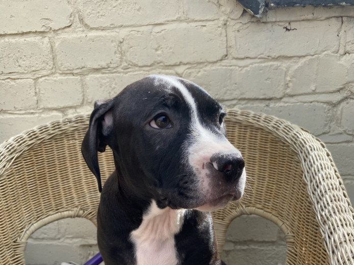 Reduced Price - Staffy cross XL Bully’s 