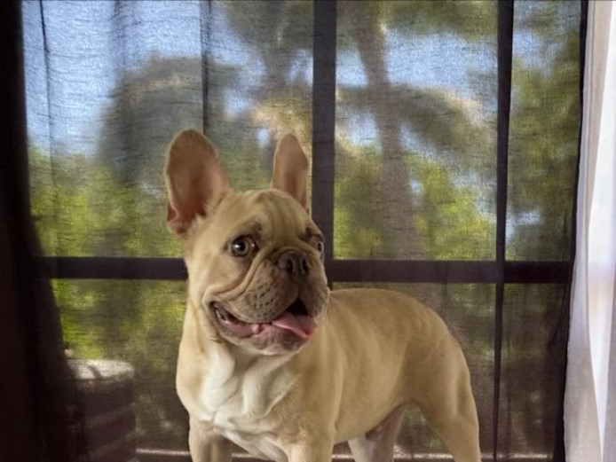 French bulldog