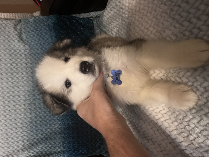 Siberian Woolly Huskies 