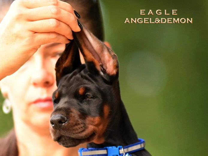 Full euro male puppy