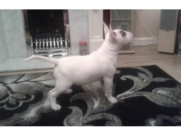 Kc Reg Pedigree English Bull Terrier Pups Ready