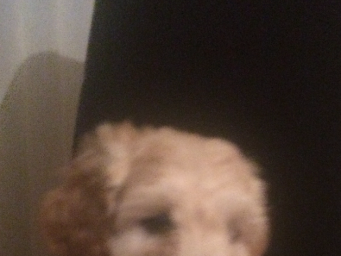 Cockerpoo boy 9 weeks old 