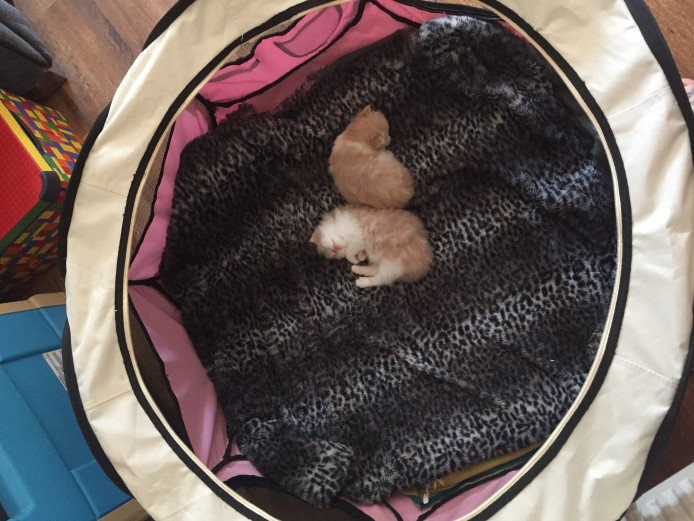 Two Persian kittens needing there new home x