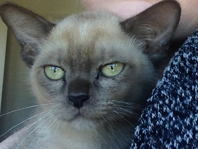 Beautiful Pedigrees Choc Burmese male