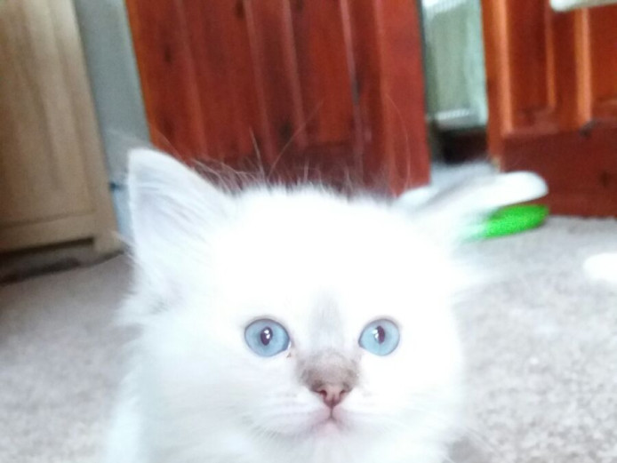 GCCF Registered pedigree ragdoll kittens