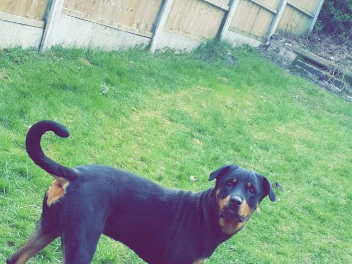 Roxi needs a new home