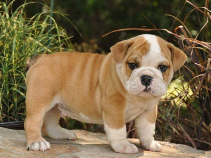 Adorable english buldog  Puppies for Sale