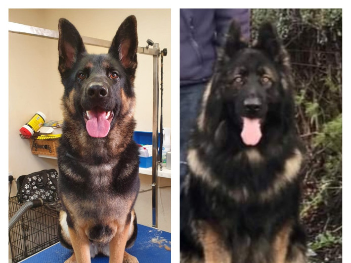 Buetiful german shepherd puppies 