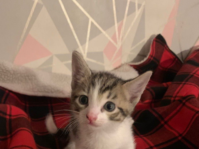 6 kittens 