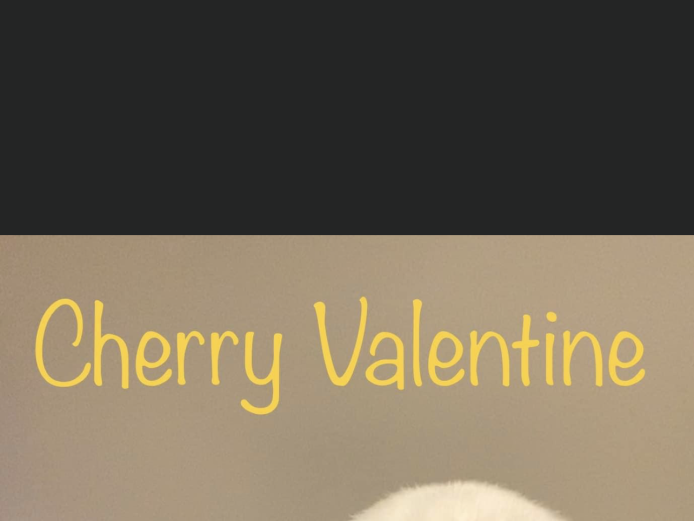 Champion KC English Bulldogs