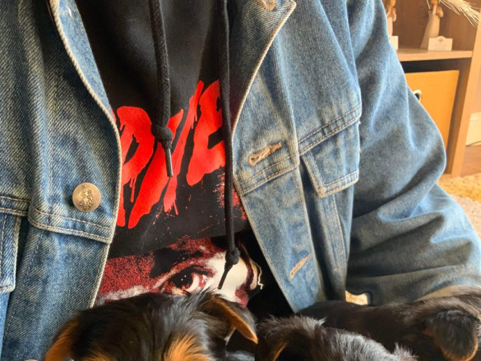 3 Yorkshire terrier puppies 