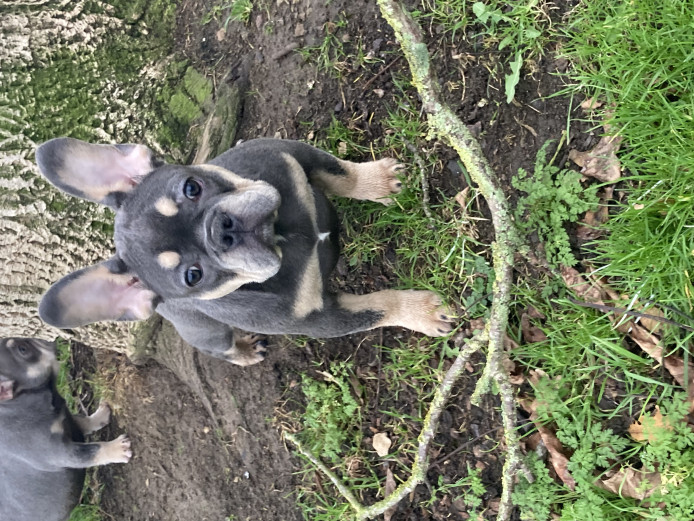 Quality french bulldog