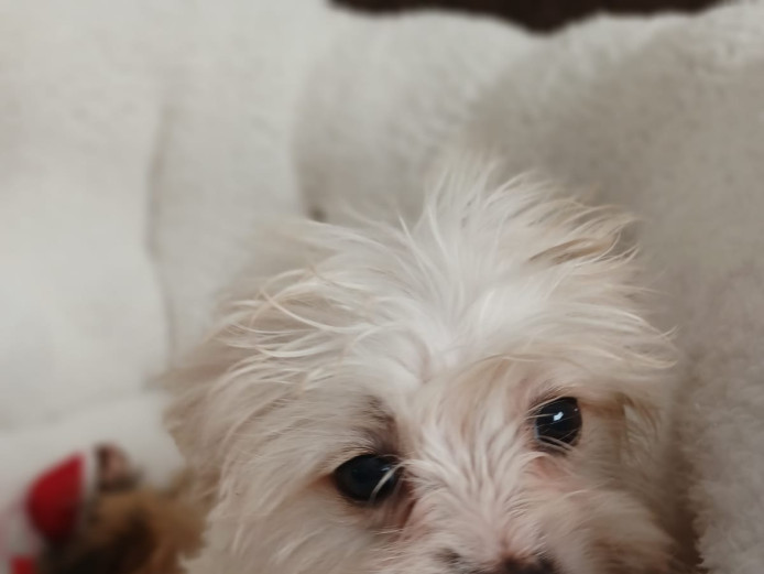 Cocka X Maltese 