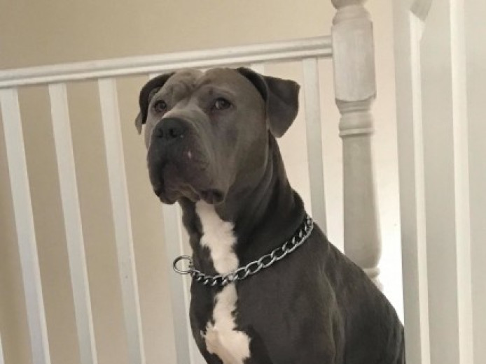 Cane Corso X Xl Bully Blue Male For Sale Cane Corso for Sale