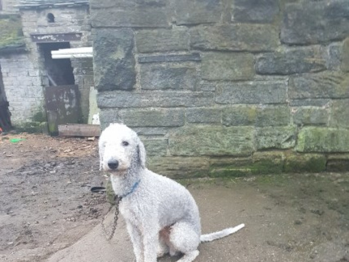 Bedlington Terrier Stud Bedlington Terrier for Stud West Yorkshire