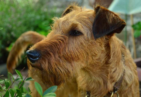 Irish Terriers Face